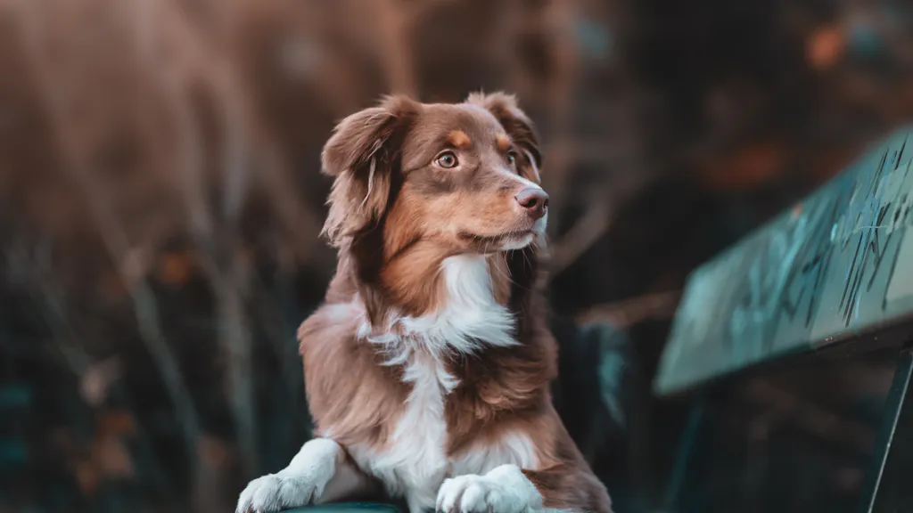 Обои на рабочий стол: Спокойный взгляд