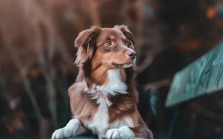 Собака, Рыжий мех, Белая грудка, Портрет, Размытый фон, Парк, Естественная съемка