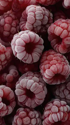 Ягоды, Иний, Макросъемка, Красный, Текстура, Холод, Детали