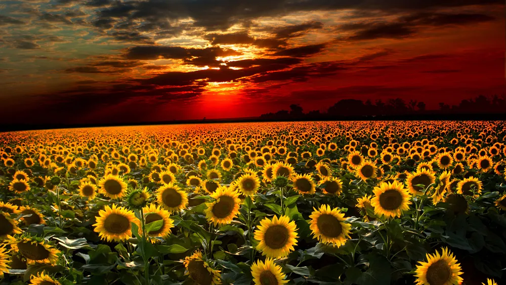 Wallpaper Sunset in the field 1920x1080