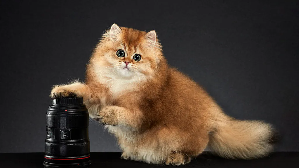 Обои на рабочий стол: Котенок