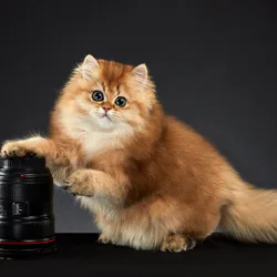 Cat on a yellow background