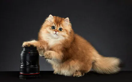 Котенок, Кот, Кошка, Пушистый, Золотая шиншилла, Персидский кот, Британская длинношерстная, Рыжий кот, Милый, Домашнее животное, Животное, Объектив, Объектив фотоаппарата, Объектив canon, Фотограф, Темный фон, Студийная съемка, Усы, Лапа, Мордочка