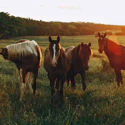 White horse