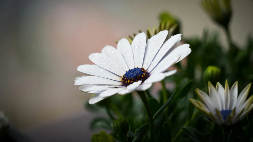 Desktop wallpaper: Flower