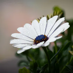 Daisies
