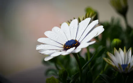 Osteospermum, Cape Daisy, Flower, White Flower, Petals, Drops, Dew, Rain, Moisture, Macro, Close-up, Nature, Flora, Spring, Summer