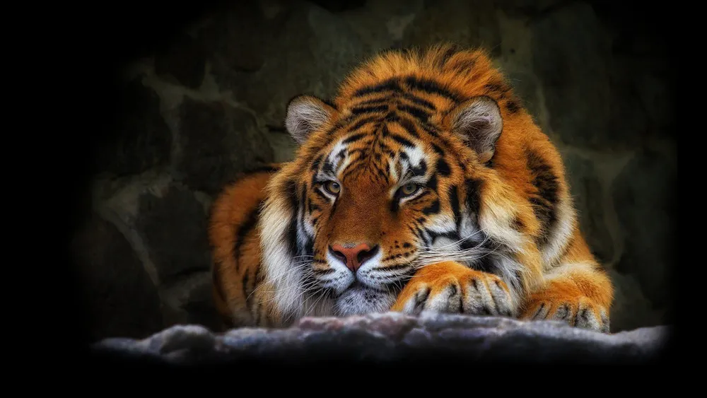 Wallpaper Tiger 1024x768