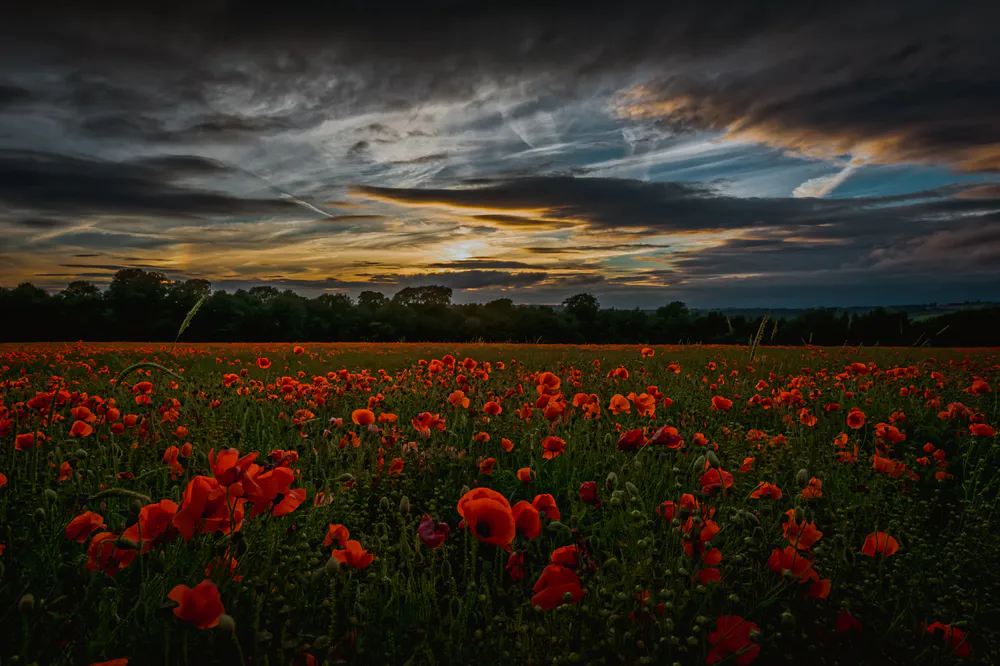 Обои Маковое поле 1152x720