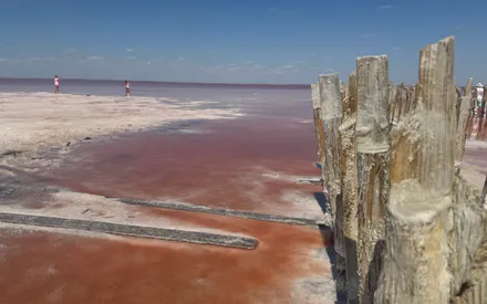 Природа, Дерево, Весна