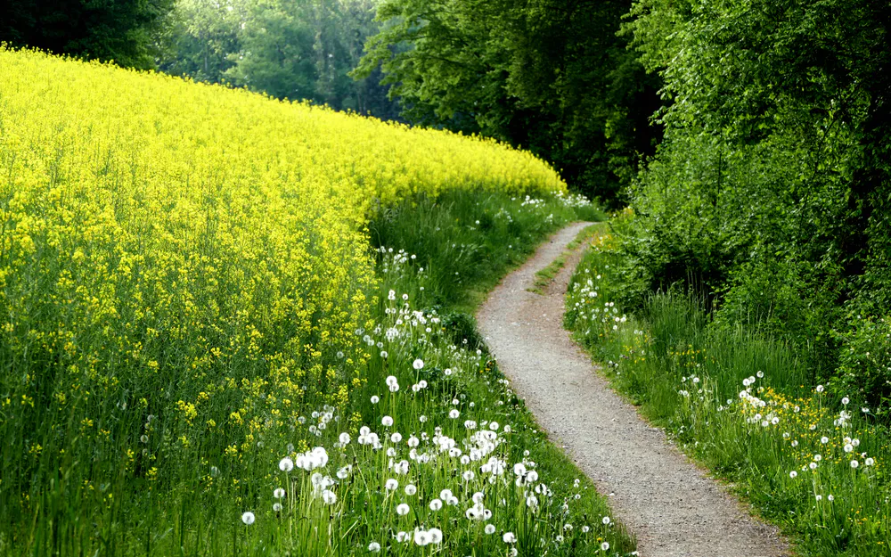 Обои Природа 1024x768