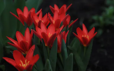 Tulips, Red Tulips, Red Flowers, Spring, Evening