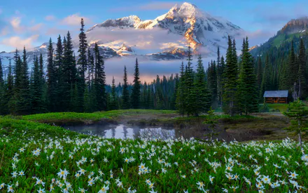 Forest, Blooming Glade, Snow, Hut, Fog, Lake, Fir Trees, Wild Flowers
