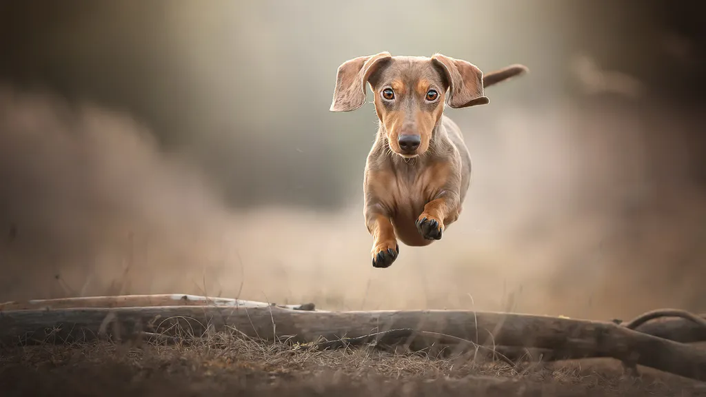 Desktop wallpaper: Dachshund