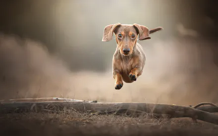 Dachshund, Dog, Puppy, Running, Jump, In Motion, Dynamics, Cute Dog, Pet, Brown Dachshund, Long Ears, Nature, Grass, Branch, Blurred Background, Bokeh, Autumn, Dog Portrait, Animals, Looking at Camera, Hunting Dog, Fun