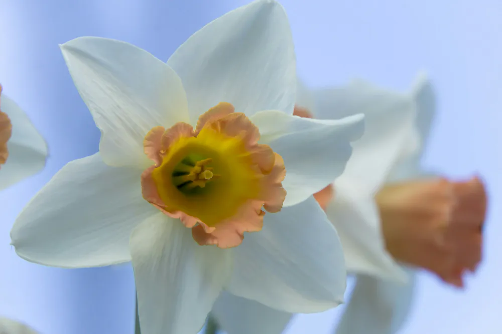 Wallpaper Daffodils 1024x576