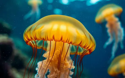 Jellyfish, Japan, Japanese, Yellow