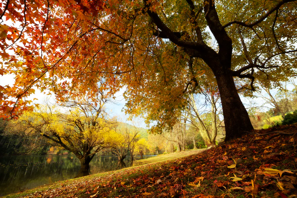 Wallpaper Nature 1920x1080