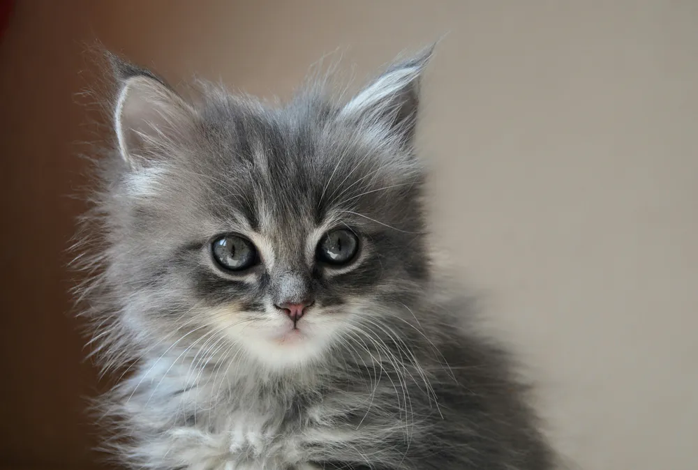 Обои Котёнок 1920x1080