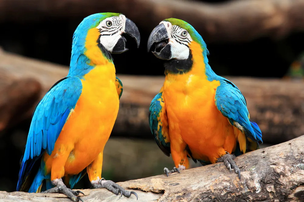 Manually crop Ara Parrot, Birds, Macaw parrots, Branch, Pair wallpaper ...